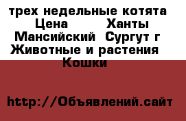 трех недельные котята › Цена ­ 50 - Ханты-Мансийский, Сургут г. Животные и растения » Кошки   